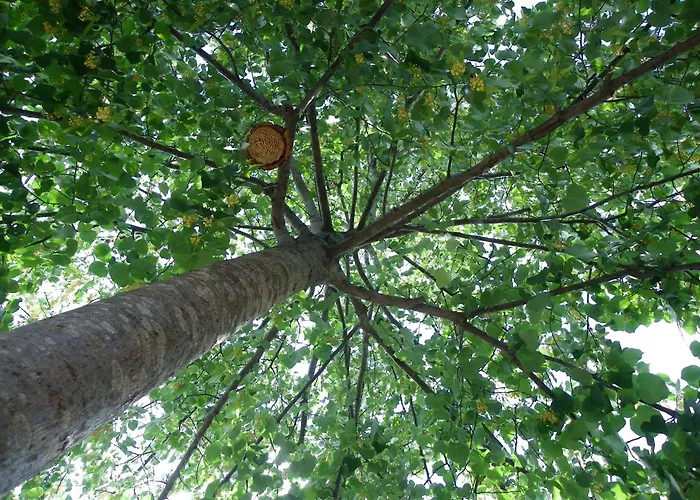 Casa El Tilo Rubiales (Teruel)